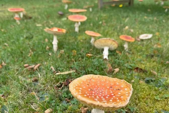 Flöha sieht rot-weiß: So viele Fliegenpilze wie seit langem nicht - Fliegenpilze, so weit das Auge reicht: Dank dem Wechsel von Feuchtigkeit und Trockenheit in diesem Jahr wachsen sie wie andere Pilze gut.