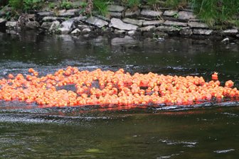 Flöha sucht die Super-Ente - Die Enten werden am 18. Mai auf der Flöha zu Wasser gelassen.