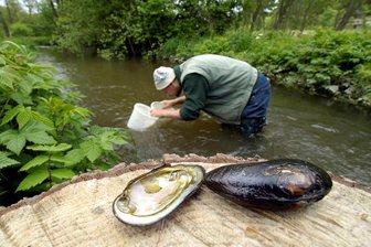 Flussperlmuschel unter der Lupe -