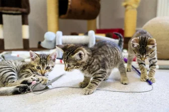 Fördermittel, Ehrenamtler, Spenden: Wie das Tierheim Stollberg die Herausforderungen meistert - Nach wie vor warten im Tierheim Stollberg sehr viele Katzen auf neue Besitzer.
