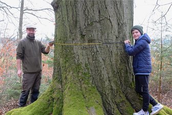 Förster lehrt in Friesen Respekt vor der Natur und der Mathematik - Förster Christoph Knoche und Hannes Riedel maßen den Umfang dieses Baumriesen mit 4,50 Meter. Aber was hat der Stamm dann für einen Durchmesser und wie viel Kubikmeter Holz könnten sich dann aus dem etwa 28 Meter hohen Baum ergeben? 