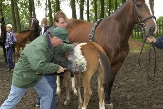 Fohlentag in Lengenfeld/Auerbach: Brandzeichen bald unter Verbot - Beim Fohlentag in Lengenfeld: Mit einem 800 Grad heißen Eisen brennt Gunter Paschke das Zeichen in die Haut des Fohlens.