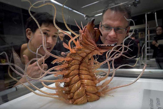 Forscher, Fossilien und Heavy Metal - Kuratorin Thorid Zierold und Wissenschaftler Achim Reisdorf betrachten ein Modell von Kalloprion kilmisteri, ein nach Rockstar Lemmy Kilmister benannter Wurm. Die Ausstellung verbindet Rockmusik und Fossilien.