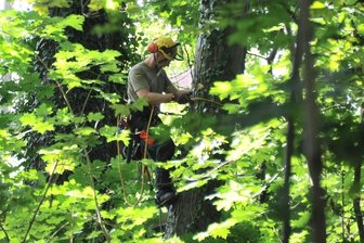 Forstarbeiter leisten Schwerstarbeit im Meeraner Stadtpark - Klettern im Efeu: Heiko Stockburger, Mitarbeiter einer Forstfirma, erklimmt im Meeraner Stadtpark einen Baum, um ein Stahlseil zu befestigen. Anschließend zieht ein Schlepper das Seil straff. Mit der Kettensäge wird der Fällschnitt angesetzt, damit der Baum in die gewünschte Richtung fällt.