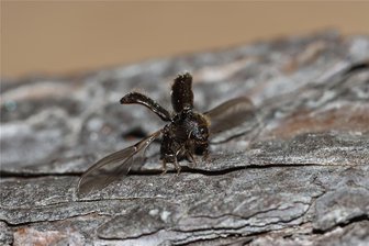Forstbezirk Marienberg: Schulung zum Thema Borkenkäfer - Was kommt nach dem Borkenkäfer - mit dieser Frage befasst sich eine Schulung.