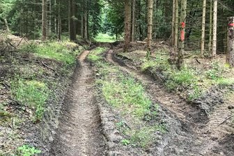 Forstleute werben für Waldumbau im Erzgebirge und müssen dafür viel Kritik einstecken - Tiefe Furchen fahren schwere Erntemaschinen in den Waldboden. Wenn der Boden besonders weich ist wie im vergangenen milden Winter, wird die Lage noch schlimmer.