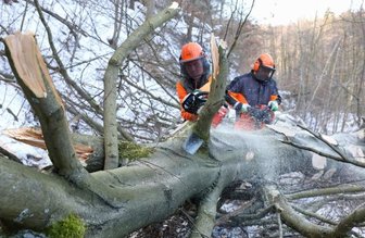 Forstwirt-Lehrlinge ermitteln die Besten - 