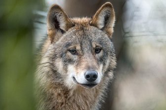 Foto von Wolfsrudel am Aschberg: Echt oder ein Fake? - Symbolbild eines Wolfs