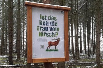 Fotorätsel 1338: Im Winterwald -