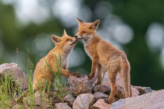 Fotoschau zeigt in Werdau faszinierende Welt der wilden Tiere - Anne Lindner präsentiert Tiere wie diese Füchse in ihrem natürlichen Lebensraum.