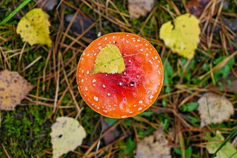 Fotowettberb im Erzgebirge jetzt gestartet - Ein Fliegenpilz leuchtet in seinen markanten Farben. Herbstliche Motive aus dem Erzgebirge sind beim Wettbewerb gefragt.