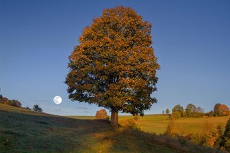 Fotowettbewerb: Ein fotogener Baum zwischen Pockau und Lengefeld - Zwischen Pockau und Lengefeld steht dieser Baum.