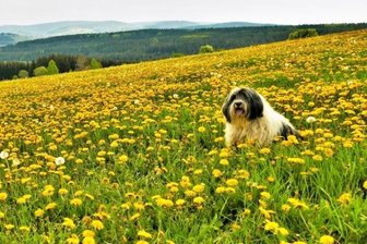 Fotowettbewerb: Hund mit Hundsblumen in Hundshübel - "Hundsblumen mit Hund in Hundshübel! Mehr geht nicht"