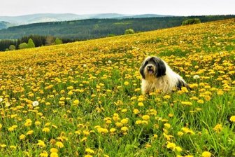 Fotowettbewerb: Hund mit Hundsblumen in Hundshübel - "Hundsblumen mit Hund in Hundshübel! Mehr geht nicht"