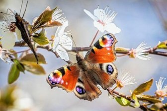 Fotowettbewerb: Was den Fotofrühling besonders macht - Ein Tagpfauenauge saugt Nektar aus den Blüten eines Baumes. 