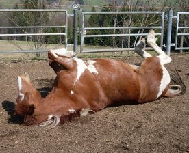 Frühlingsgefühle: freiepresse.de-Nutzer entdecken den Lenz - 