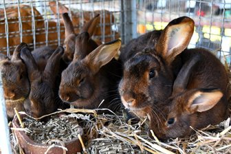 Frankenberg: 120 rassige Tiere unter einem Dach - Ein Häsin und ihr Wurf der Rasse Deilenaar. Rassekaninchen in Rochlitz.