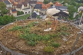 Frankenberg: Aus den fünf Eiern im Storchennest sind die ersten zwei Küken geschlüpft - Aus den fünf Eiern im Frankenberger Storchennest sind jetzt die ersten zwei Küken geschlüpft.