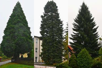 Frankenberg, Hainichen, Mittweida: Welche Stadt bekommt welchen Weihnachtsbaum? - Das sind die Bäume, die nun in Hainichen, Mittweida und Frankenberg als Weihnachtsbäume auf die Marktplätze kommen. Aber welche Stadt erhält welchen Baum?