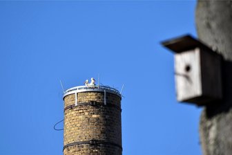 Frankenberg: Kamera soll Leben der Störche aufnehmen - Störche brüten immer wieder auf der Esse der Frankenberger Firma Innotex. Nun soll eine Kamera eine bessere Beobachtung ermöglichen.