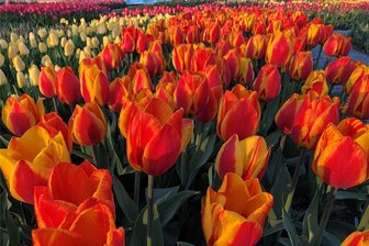 Frankenberg putzt sich gleich doppelt raus - Ein Frankenberger Highlight sind Zeitwerkstadt und das Gelände der Landesgartenschau 2019. Hier ein Tulpenbeet von der Eröffnung.
