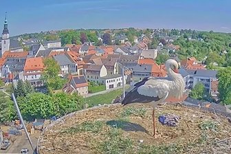 Frankenberg: Waren die Jungstörche vielleicht zu retten? - Der Nachwuchs der Störche auf dem Schornstein in Frankenberg hat nicht überlebt.