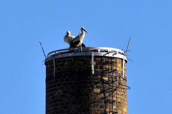 Frankenberg: Webcam für Storchenhorst soll senden - Störche brüteten auch 2022 in Frankenberg auf dem Schornstein der Firma Innotex Merkel & Rau.