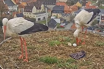 Frankenberg: Zwei Eier liegen im Storchennest - Im Frankenberger Storchennest liegen zwei Eier.