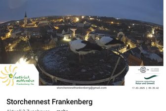 Frankenberger Frühlingsboten: Storchenpaar ist komplett - Nun ist auch der zweite Storch in Frankenberg angekommen und per Webcam zu beobachten.