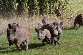 Frankenberger Schweinerei ist vorbei -