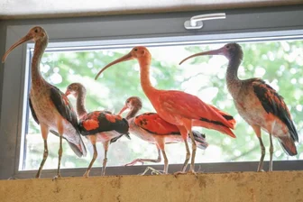 Frau hinterlässt 200.000 Euro - Verwendung ist jetzt festgelegt - Im Amerika-Tierpark in Limbach-Oberfrohna waren jüngst Rote Sichler eingetroffen. Die Tiere ersetzen ihre wegen der Vogelgrippe getöteten Vorgänger. Der Zoo erhält jetzt eine besondere Zuwendung.