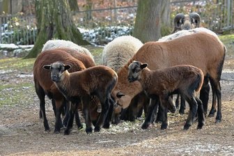 Frau hinterlässt Landkreis Zwickau 200.000 Euro - Auch die Kamerunschafe im Tierpark Hirschfeld werden von der Erbschaft profitieren, denn von dem Geld soll Futter gekauft werden. 