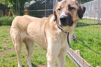 Frei laufender Kangal in Waldgebiet im Erzgebirge gesichert - Der Rüde erholt sich nun im Tierheim „Neu-Amerika“ und fasst dort nach Angaben der Einrichtung schon Vertrauen.