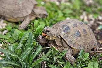 Freiberg: Auffangstation für Schildkröten platzt aus den Nähten - 13 Schildkröten leben derzeit im Garten von Yvonne Wießner-Scholl in Freiberg.
