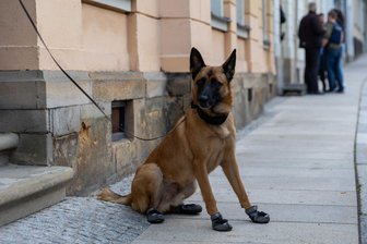 Freiberg, Chemnitz oder Bamberg: Wie weiter im Drogen-Skandal? - Bei Hausdurchsuchungen im September in Freiberg kam auch ein Spürhund zum Einsatz - mit Erfolg.