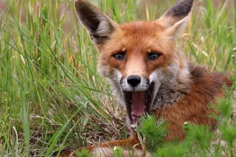 Freiberg: Der Fuchs geht um - der Bandwurm auch? - Immer mehr Füchse leben auch in der Stadt. Wird ein Tier beim Graben eines Baues beobachtet, kann es sofort durch Störung und Schließung der Öffnungen vertrieben werden.