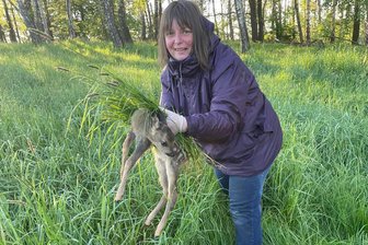 Freiberg: Die Kitzretter aus Mittelsachsen - Simone Bastian vom Verein Kitzrettung Weißeritzkreis unterstützte am Dienstag die Mitglieder des Vereins Kitzrettung Mittelsachsen bei der Suche nach Jungtieren bei Obergruna. Dieses Kitz konnte gerettet werden.