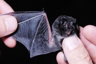 Freiberg: Fachleute tauschen sich über Fledermäuse aus - Ein Wissenschaftler hält eine Mopsfledermaus (Symbolbild).