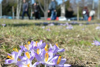Freiberg: Frühlingsboten zu entdecken -