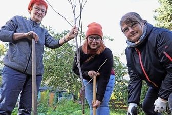Freiberg pflanzt: Bündnis will 40.000 Bäume für die Stadt - Elke Koch, Jenny Fritzsche und Carola Zscheile (v. l.) pflanzten innerhalb der Aktion in einem Privatgarten am Meißner Ring eine Edeleberesche. 