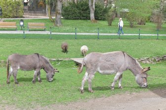 Freiberg: Startgelder von Turnier kommen Tierpark zugute - Der Tierpark Freiberg hat eine Spende von der SWG erhalten.