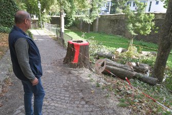 Freiberg: Warum ein Baum an der Stadtmauer gefällt wurde - Nach Baumfällarbeiten am Dienstagmorgen sind die Ringanlagen wieder freigegeben.
