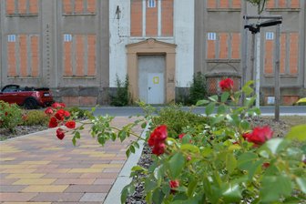 Freiberg: Wie es mit dem Areal der ehemaligen Porzelline weitergeht - Die Rosenbeete auf dem Gelände des ehemaligen Porzellenwerkes Freiberg an der Himmelfahrtsgasse sind inzwischen etwas gepflegt worden.