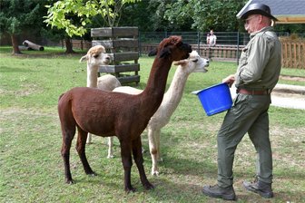 Freiberger Tierpark lädt zum Familienfest - Tierparkleiter Peter Heinrich und die Alpakas freuen sich auf viele Besucher.