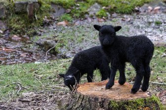 Freiberger Tierpark: So süß sind die neuen Zicklein und Lämmer - Die zwei namenlosen Lämmer sind alles andere als schwarze Schafe der Familie. Besucher im Tierpark Freiberg sind begeistert.