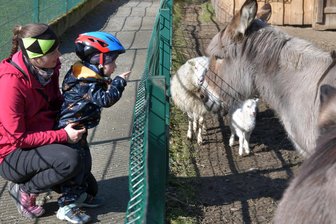 Freiberger Tierpark: süßer Nachwuchs und spannende Bauprojekte - Im Tierpark Freiberg besuchen Camilla Neupert und Quirin (2 1/2 Jahre) gern die Esel und Schafe.