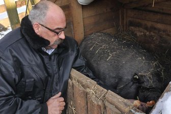 Hängebauchschwein Erna