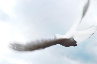 Freilassen weißer Tauben als Friedenssymbol umstritten - Eine weiße Taube fliegt am regenverhangenen Himmel. Eine Tierschützerin rät davon ab, weiße Albinotauben, die nicht zurückkehren, als Friedenssymbol freizulassen. 