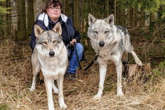 Freya und Tjelvar: Bekommen zwei Wolfhunde aus dem Annaberger Tierheim eine neue Chance? - Im August wurden die beiden Wolfhund-Mischlinge freilaufend nahe Steinbach aufgefunden. Seither werden Freya und Tjelvar etwa von Sindy Nentwich im Tierheim "Neu-Amerika" betreut. Gibt es ein geeignetes neues Zuhause für sie?