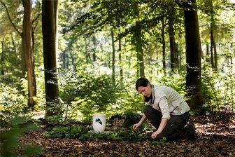 Friedwald im Naturschutzgebiet nahe Chemnitz? Umstrittene Entscheidung in Niederwiesa - Eine Försterin schmückt ein Grab in einem Friedwald. Blumenschmuck ist bei der naturnahen Bestattungsform nicht erlaubt.